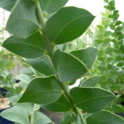 Acacia cultriformis