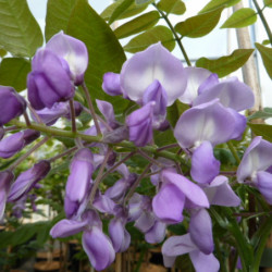 Wisteria brachybotrys ‘Okayama’ - glycine soyeuse du Japon