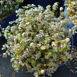 Acaena microphylla 'Kupferteppich'