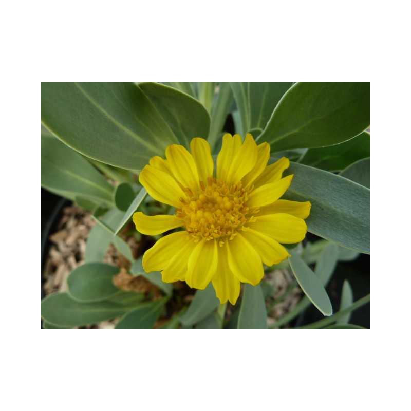 Othonna cheirifolia