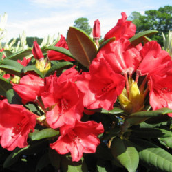 Rhododendron ‘Melville’