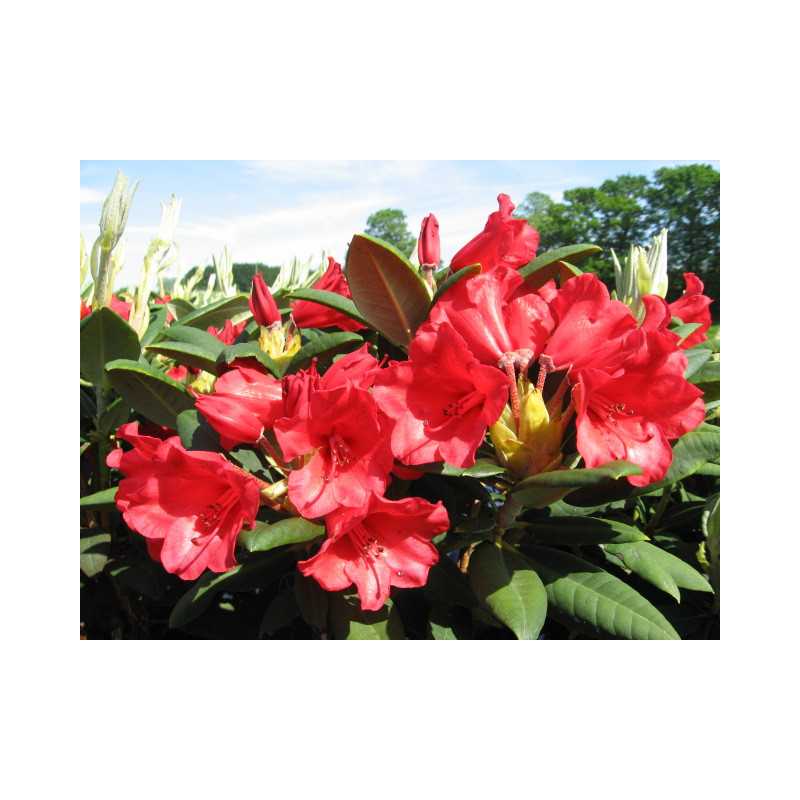 Rhododendron 'Melville'