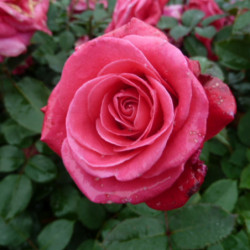 Rosa ‘Crazy Pink‘ ® ‘noa16071’