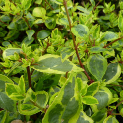 Abelia × grandiflora ‘Sunshine Daydream‘ Abelops’