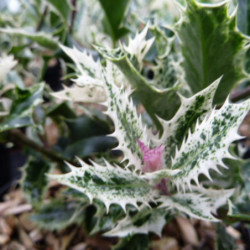 Ilex aquifolium ‘Ingramii’