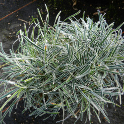 Ficinia truncata ‘Ice Crystal’ - Ficinia givré
