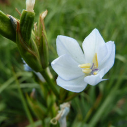 Libertia caerulescens