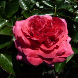 Rosa ‘Pink‘ ® ‘NOA1811108’
