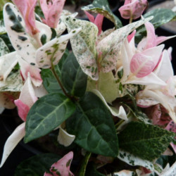 Trachelospermum asiaticum ‘Tricolor’ -  Faux Jasmin