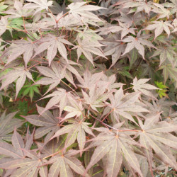 Acer palmatum ‘Shojo nomura’