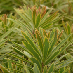 Euphorbia × martinii ‘Ascot...