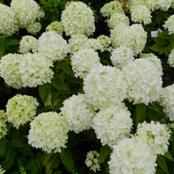 Hydrangea paniculata...