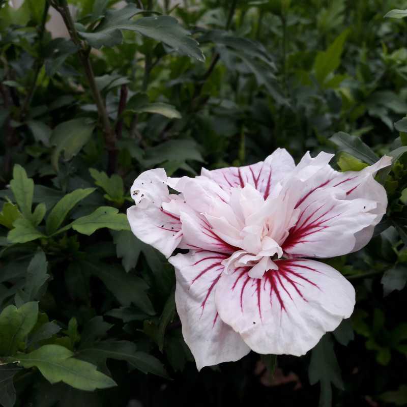 Hibiscus syriacus 'Starbust Chiffon' ® - 'Rwoods6'