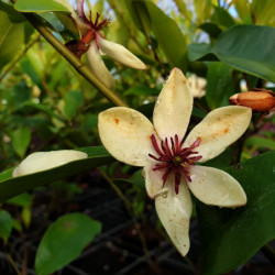 Michelia figo ‘White caviar’