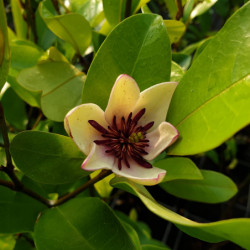 Michelia figo ‘White caviar’