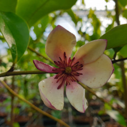 Michelia figo ‘White caviar’
