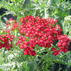 Achillea millefolium ‘New vintage Red’
