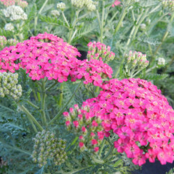 Achillea millefolium ‘New Vintage Rose’
