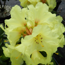 Rhododendron ‘Gedser Gold’