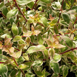 Abelia × grandiflora...