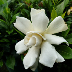 Gardenia ‘Celestial Star’ ®
