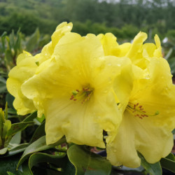 Rhododendron ‘Finesse’