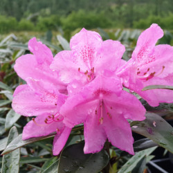 Rhododendron ‘Graziella’