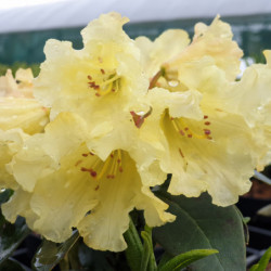 Rhododendron ‘Saffrano’