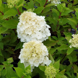 Hortensia Mont blanc en pleine floraison