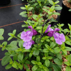 Salvia microphylla 'Carolus'