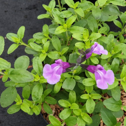 Salvia microphylla 'Carolus'