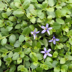 Isotoma fluviatilis 'Dark Blue'