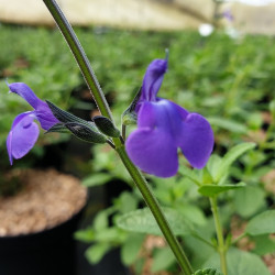 Salvia microphylla 'Délice Féline'