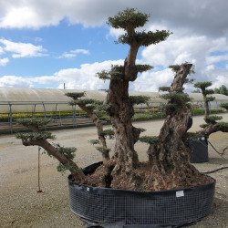 Olivier - Exemplaire extra - plateaux nuages