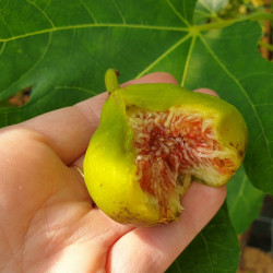 Ficus carica ‘Jannot’ - Figue