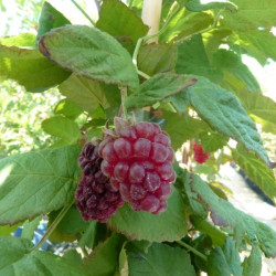 Rubus x loganobaccus...