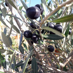 Olea europaea