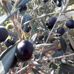 Olea europaea