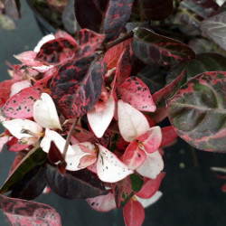 Trachelospermum asiaticum ‘Tricolor’ -  Faux Jasmin