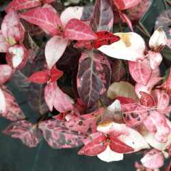 Trachelospermum asiaticum ‘Tricolor’ -  Faux Jasmin