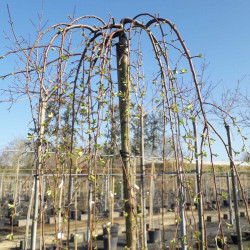 Malus 'Fontana' - Pommier d'ornement pleureur