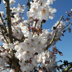 Prunus nipponica 'Brillant'