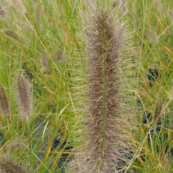 Pennisetum alopecuroides