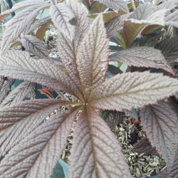 Rodgersia pinnata 'Bronze Peacock'