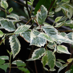 Betula nigra ‘Shiloh...
