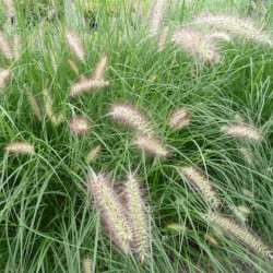 Pennisetum alopecuroides