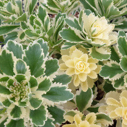 Sedum takesimense 'Atlantis' ® - Orpin panaché
