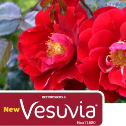Rosa ‘New Vesuvia‘ ®...