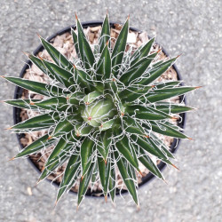 Agave multifilifera