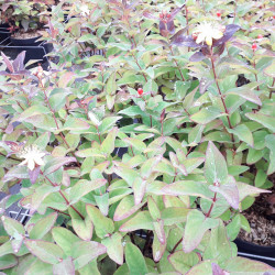 Hypericum × inodorum Magical ® 'Impression' - Kolmagimpre